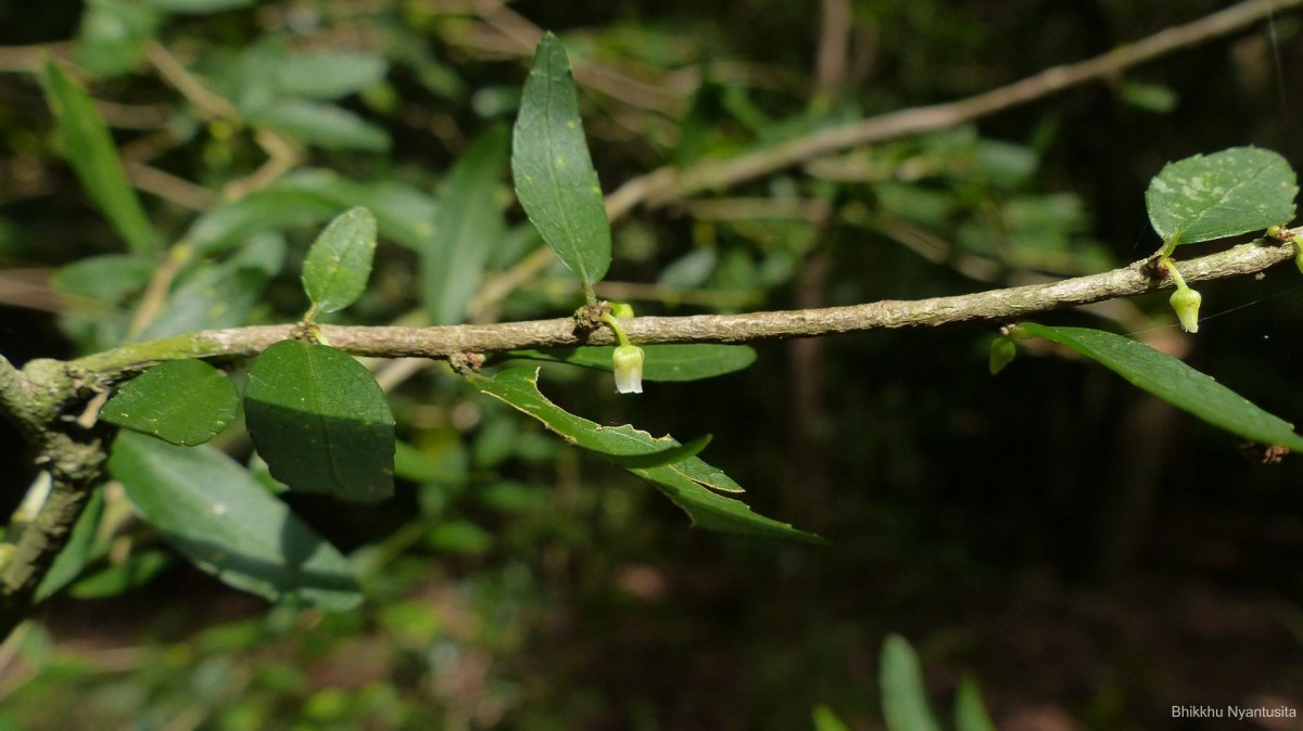 Rinorea decora (Trimen) Melch.